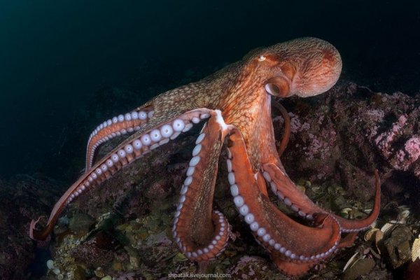 Kraken 12